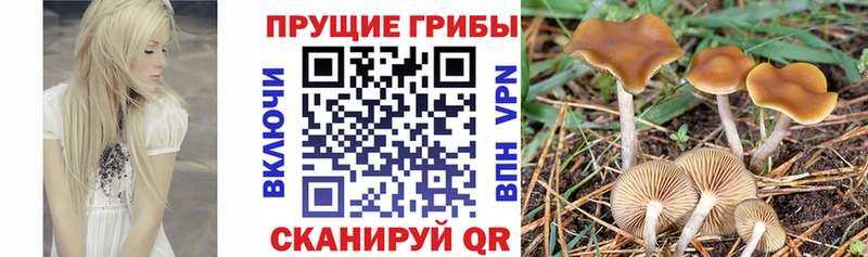 ссылка на мегу tor  что такое наркотик  Приволжск  Галлюциногенные грибы GOLDEN TEACHER 